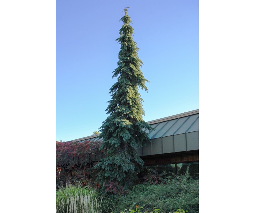 Weeping White Spruce